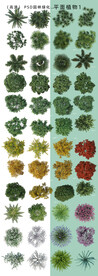  园林平面植物