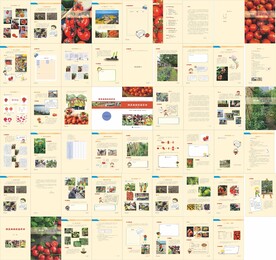 小学校本课程书版模板50页课本