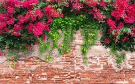 怀旧红砖墙爬山虎背景墙壁画