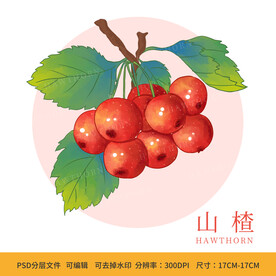 手绘山楂水果包装插画