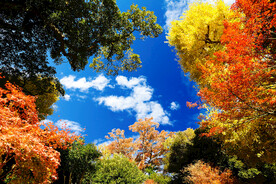 仰视蓝天白云树叶