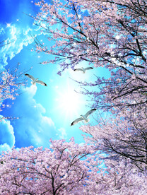 樱花蓝天白云