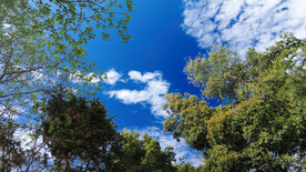 仰视蓝天白云树木