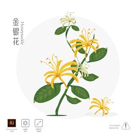 金银花 插画