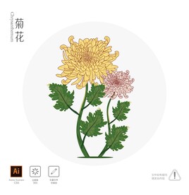 菊花 插画