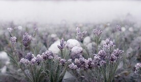 北欧现代轻奢薰衣草花海装饰画