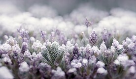 北欧现代轻奢薰衣草花海装饰画