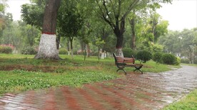 雨中公园