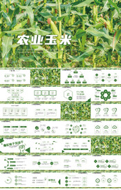 绿色农业有机玉米种植业PPT