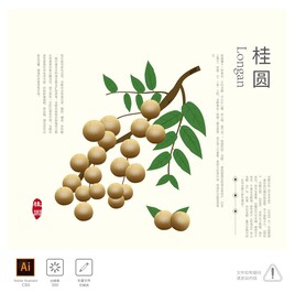 桂圆 插画