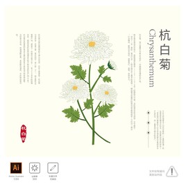 杭白菊 插画