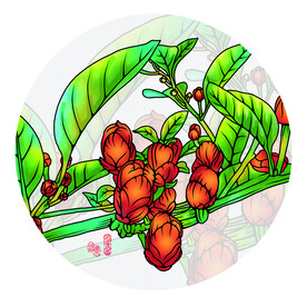 草本药插画