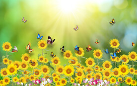 向日葵花海蝴蝶电视背景墙