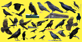 多款乌鸦高清免抠素材