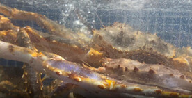 帝王蟹海鲜水产拍摄爬行视频