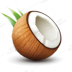 高清椰子效果图