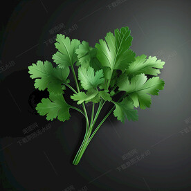 新鲜的香菜叶