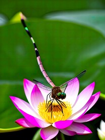 荷花上的小蜻蜓