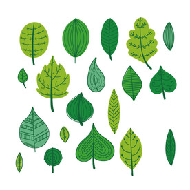 手绘卡通可爱叶子