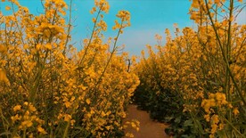 春天里的油菜花田