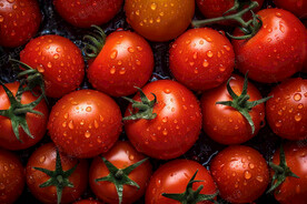 带着露珠的小西红柿