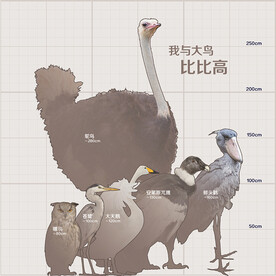 我与大鸟比比高