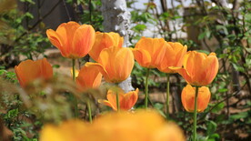 春天植物花卉郁金香实拍视频