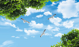 蓝天白云桂花树