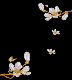高清分层透明底玉兰花打印图