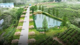 乡村景观池塘绿化鸟瞰效果图