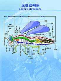 蜜蜂昆虫身体解剖图