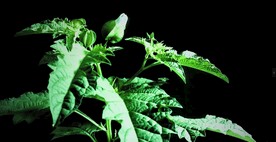 假酸浆生长缩影