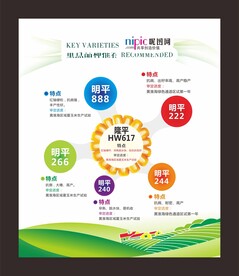 玉米宣传