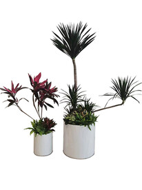 千年木红叶竹蕉组合