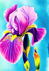 鸢尾花特写水彩