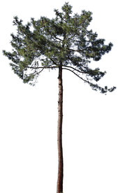 松树