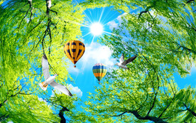 蓝天白云吊顶森林仰望