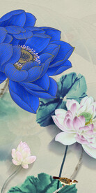 荷花 高清人气玄关 TIf分层