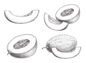 哈密瓜素描插画