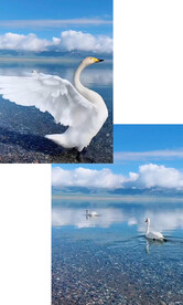 天鹅湖天鹅展翅游泳旅游风景