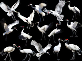 免抠各种姿势白鹤仙鹤