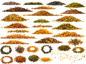 落叶树叶免抠psd