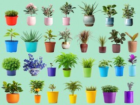 psd免抠盆栽植物