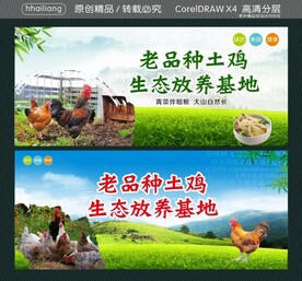 老品种土鸡 生态放养基地