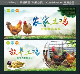放养土鸡 农家土鸡