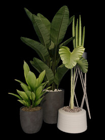 绿植组合高清图