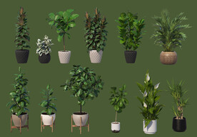 盆栽绿植