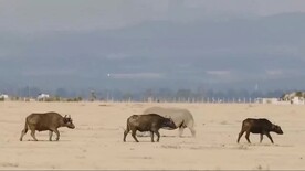 非洲肯尼亚旅游