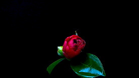 蜗牛与山茶花开视频素材