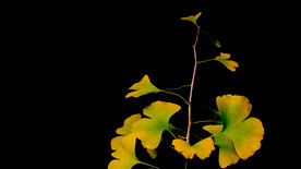 蜗牛与银杏叶变黄视频素材